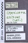 Etiketten zu Ctenicera colossus (LeConte, 1861) (NHMW-ZOO-COL-0008402)